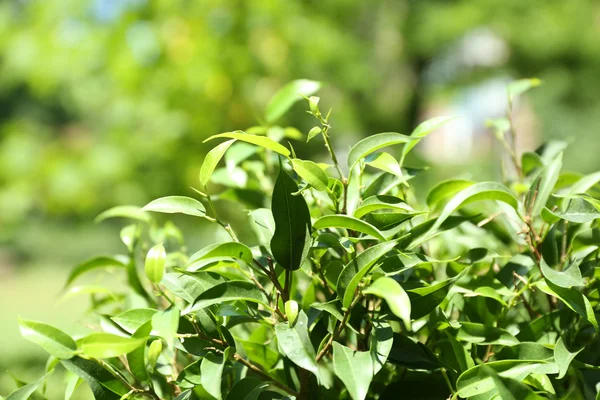 Green tea bush with fresh leaves — Stock Photo, Image