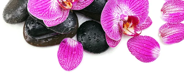 Violette Orchidee und Zen-Steine isoliert auf weiß — Stockfoto