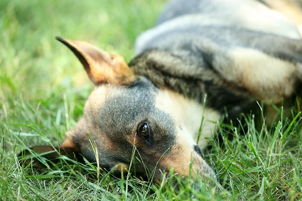 狗躺在户外的绿草上 — 图库照片