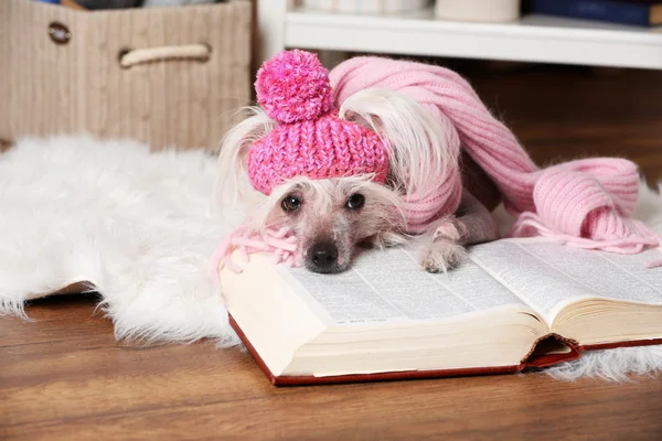 Peinado chino cresta perro con libro en la habitación —  Fotos de Stock