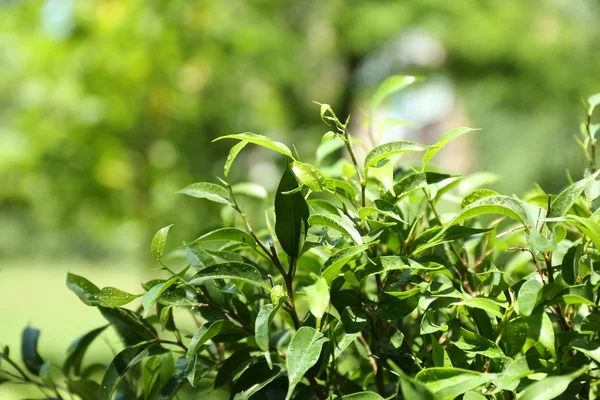 Arbusto de chá verde com folhas frescas, ao ar livre — Fotografia de Stock