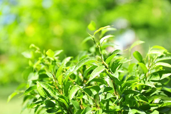 Arbusto de chá verde com folhas frescas, ao ar livre — Fotografia de Stock