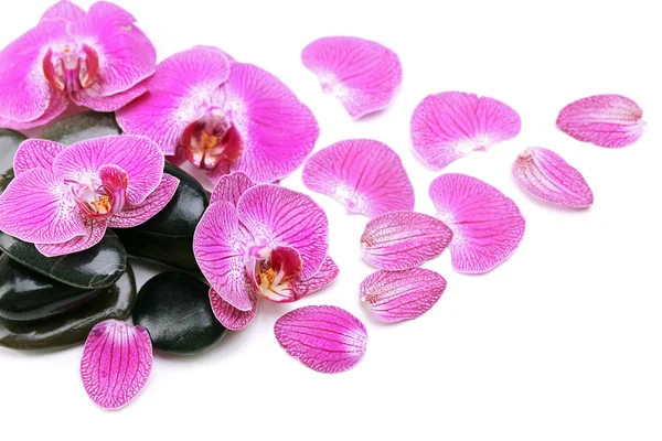 Violet orchid and zen stones isolated on white — Stock Photo, Image