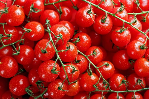 Pile de tomates cerises en gros plan — Photo