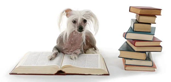 Haarloser chinesischer Haubenhund mit Bücherhaufen isoliert auf weißem Grund — Stockfoto