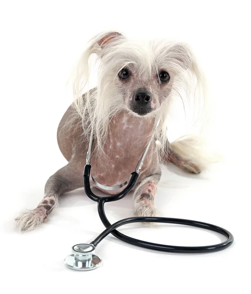 Perro de cresta chino sin pelo con estetoscopio aislado en blanco — Foto de Stock