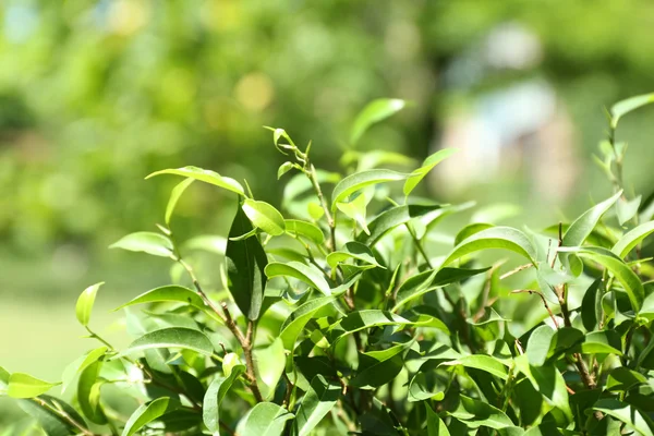 Arbusto de té verde con hojas frescas, al aire libre —  Fotos de Stock