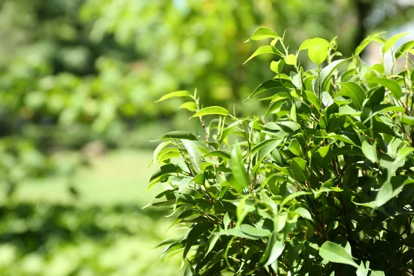 Cespuglio di tè verde con foglie fresche, all'aperto — Foto Stock