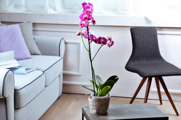 Beautiful lilac orchid in pot on table in room — Stock Photo, Image