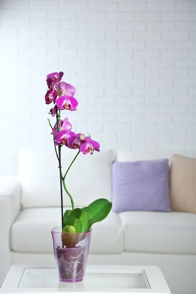 Beautiful lilac orchid in pot on table in room — Stock Photo, Image