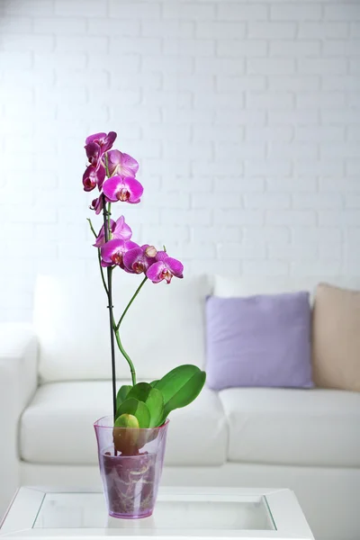 Mooie Sering orchidee in pot op tafel op kamer — Stockfoto