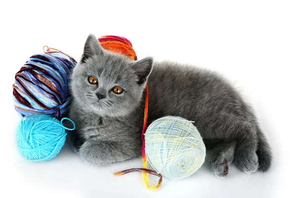 色とりどりの糸が白で隔離のかせとかわいいグレー子猫 — ストック写真