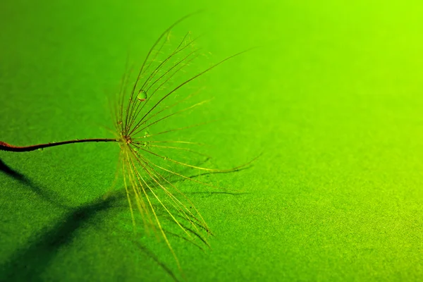 Beautiful dandelion with water drops on green background — Stock Photo, Image