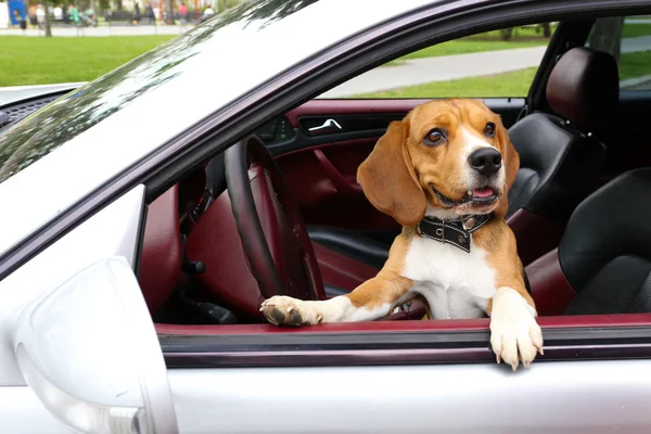 Vicces aranyos kutya, autó — Stock Fotó