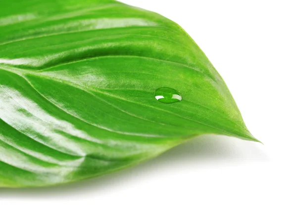 Green leaf with droplet isolated on white — Stock Photo, Image