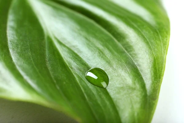 Foglia verde con gocciolina, primo piano — Foto Stock