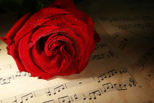 Beautiful red rose on music sheets, closeup — Stock Photo, Image