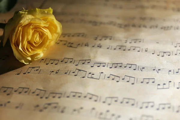 Beautiful rose on music sheets background — Stock Photo, Image