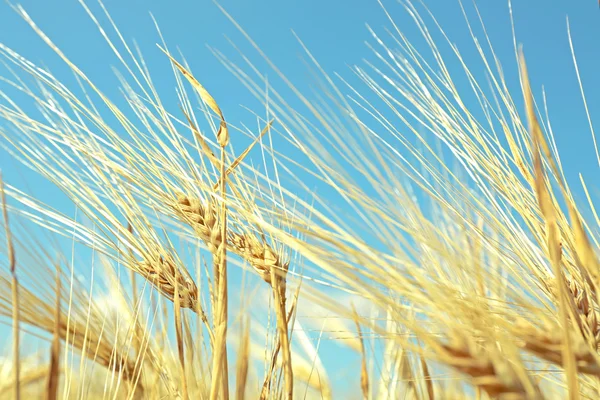 Uši pšenice na modrém pozadí oblohy — Stock fotografie