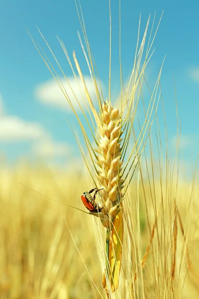 Besouro na orelha de trigo no campo — Fotografia de Stock
