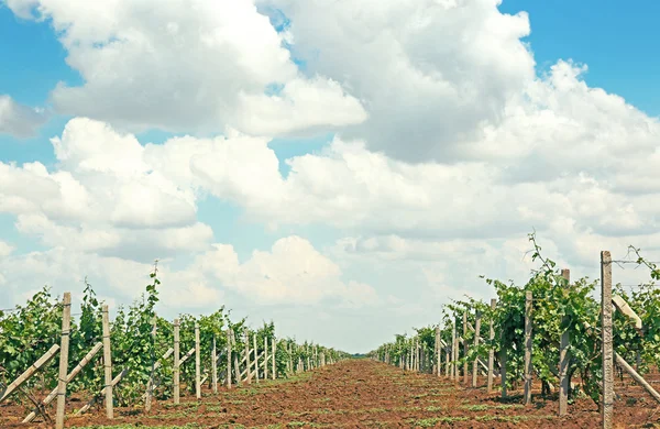 Vineyard plantation — Stock Photo, Image