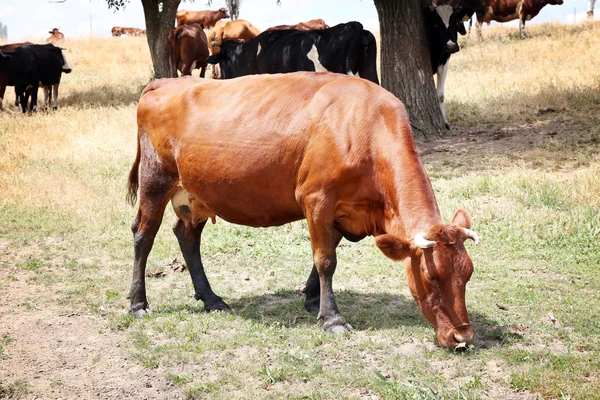 Çayırda otlayan inekler — Stok fotoğraf