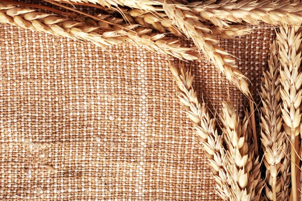 Spikelets on sackcloth background — Stock Photo, Image