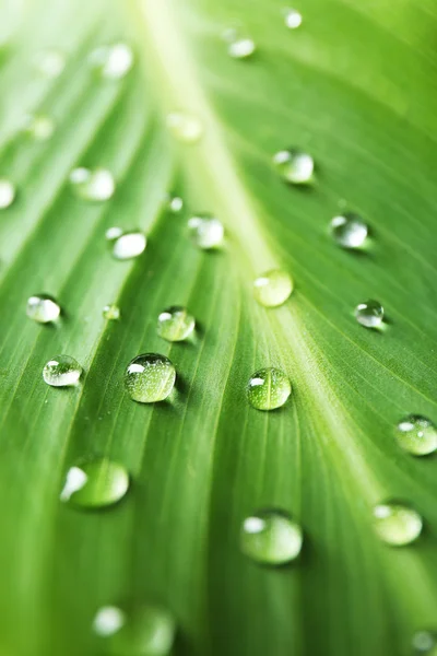Zielony liść z kropelek — Zdjęcie stockowe