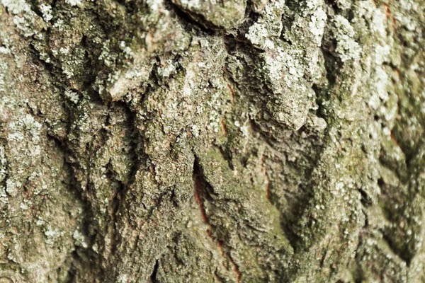 Träd bark konsistens bakgrund — Stockfoto