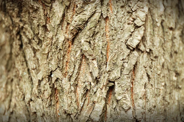 Textura stromové kůry pozadí — Stock fotografie