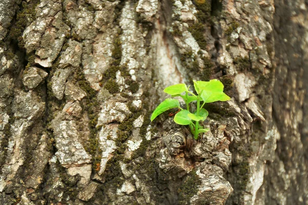 Träd bark bakgrund — Stockfoto