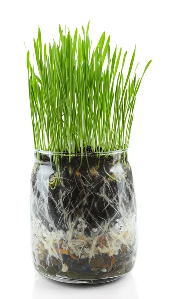 Zelená tráva v transparentní pot — Stock fotografie