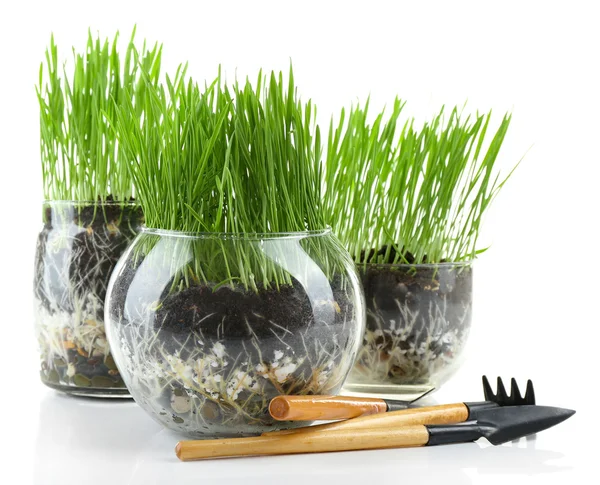 Green grass in transparent pots — Stock Photo, Image