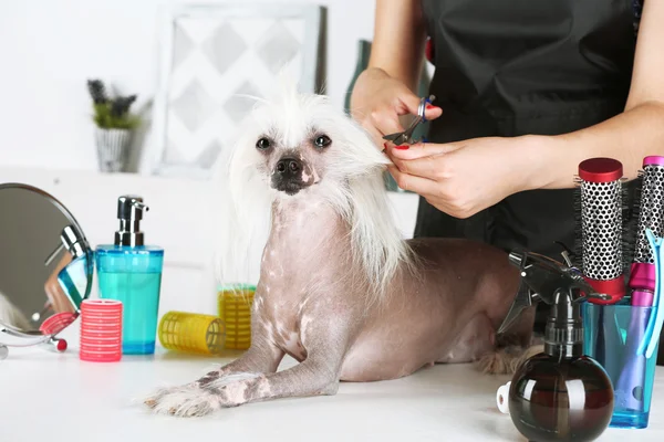 Kinesisk nakenhund hund på barbershop — Stockfoto