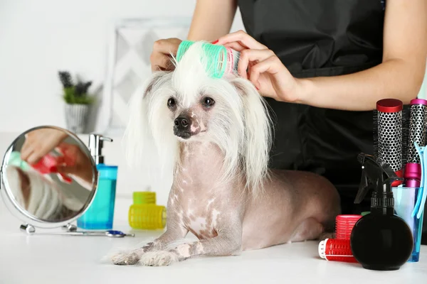 Chinesischer Haubenhund beim Friseur — Stockfoto