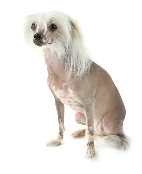 Chinese Crested dog — Stock Photo, Image