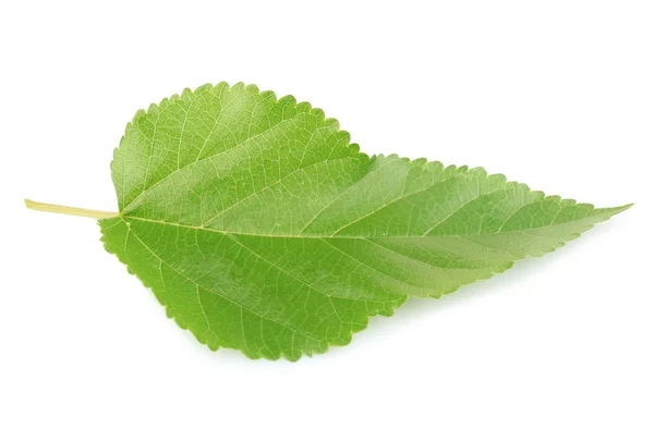 Mulberry blad geïsoleerd op wit — Stockfoto