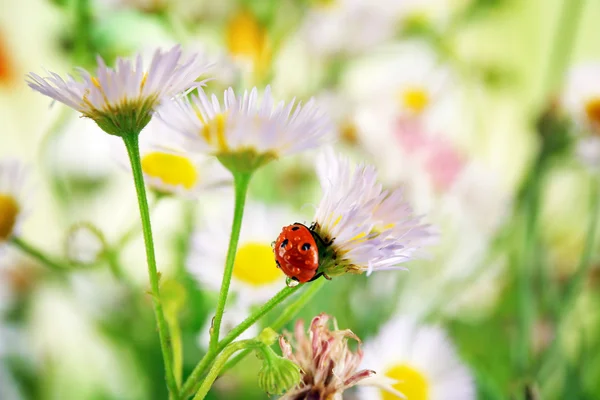 Nyckelpiga på blomma, närbild — Stockfoto