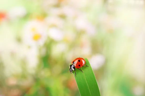 Lieveheersbeestje op bloem, close-up — Stockfoto