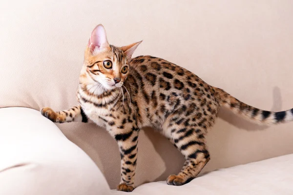 Beautiful Bengal kitten — Stock Photo, Image