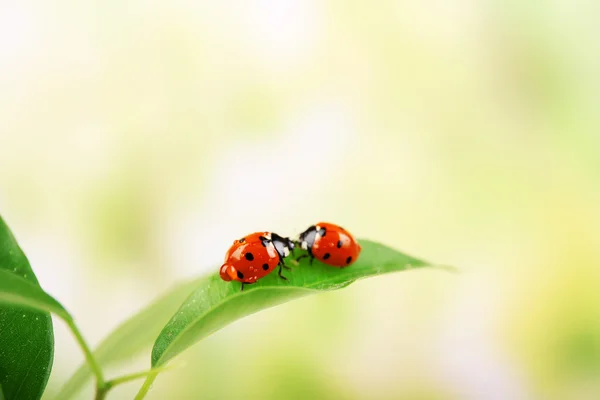 Yaprak üzerinde iki ladybugs - Stok İmaj