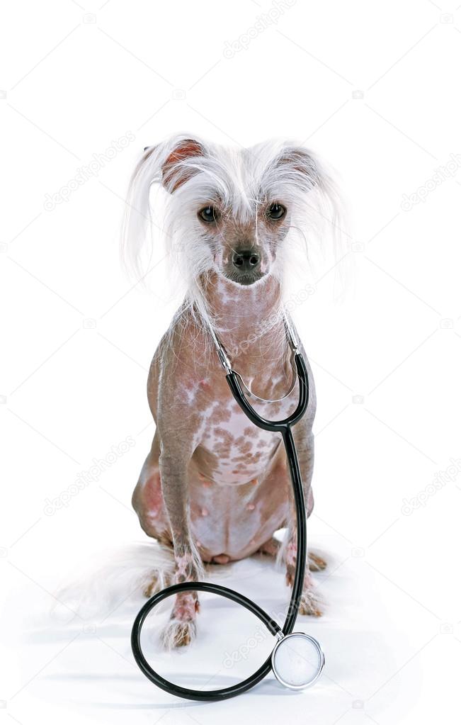 Chinese crested dog with stethoscope