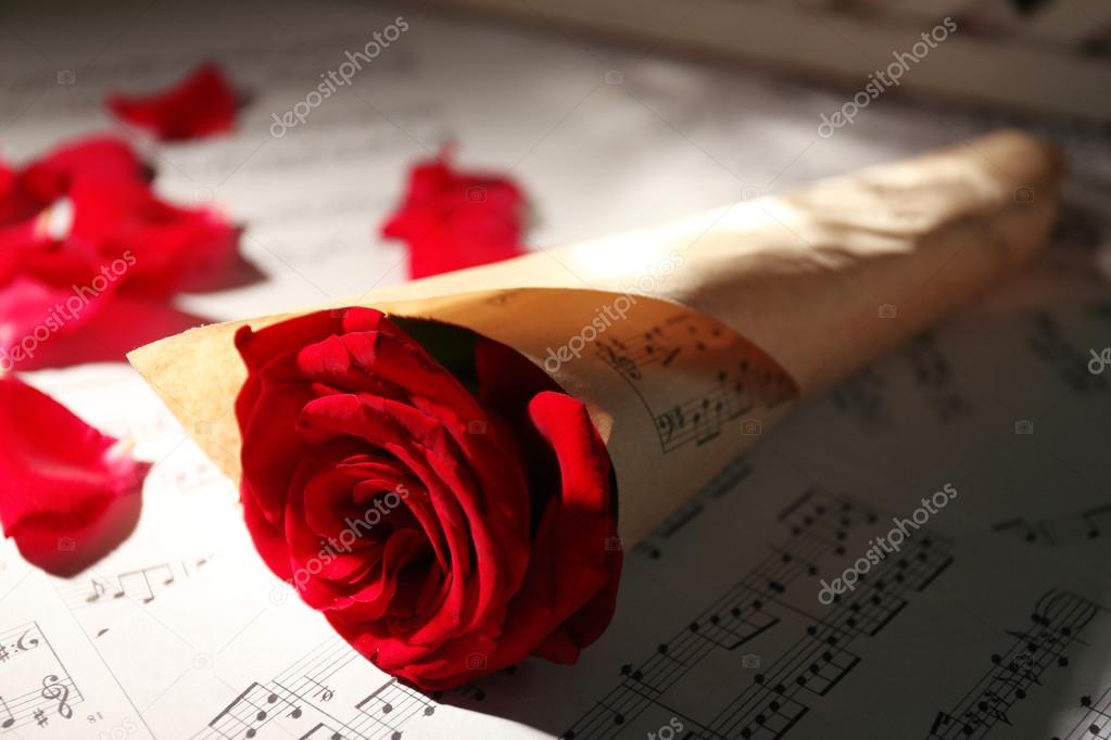Beautiful rose wrapped on music sheets, closeup