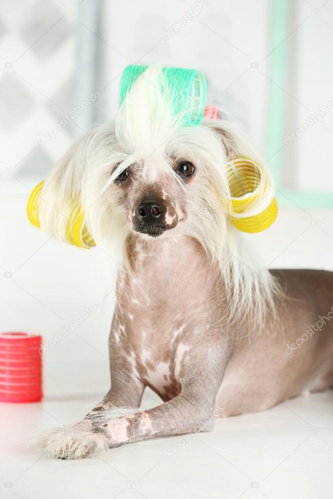 Chinese Crested dog at barbershop