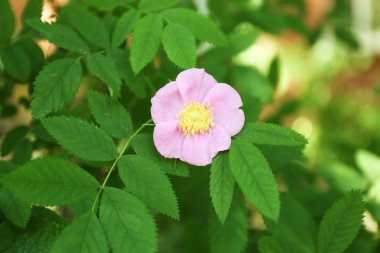 Bahar Pembe çiçek açık havada