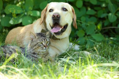 Dostu köpek ve kedi yeşil çim arka plan üzerinde dinlenme