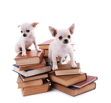 çok güzel chihuahua köpek üzerinde beyaz izole kitap yığını