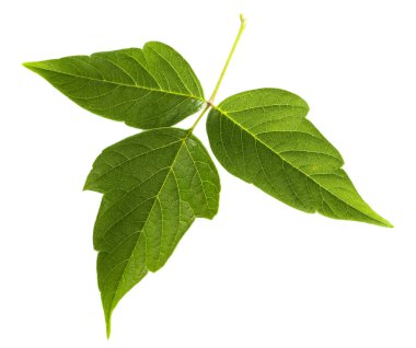 yeşil yaprak beyaz üzerinde izole