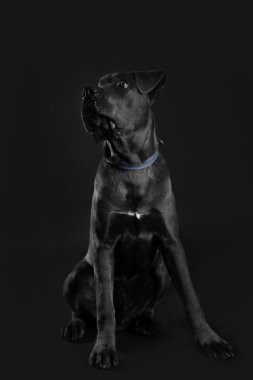 Cane corso Italiano köpek siyah arka plan üzerine