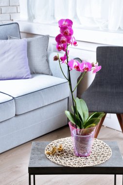 Oda tablo tencerede güzel Lila orkide